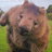 Chubzy Wombat